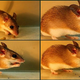 Image for article titled Plant comes up with a new chemical weapon in the war against mice
